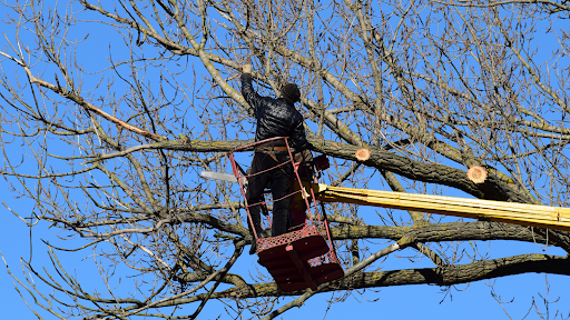 The Benefits of Tree Service